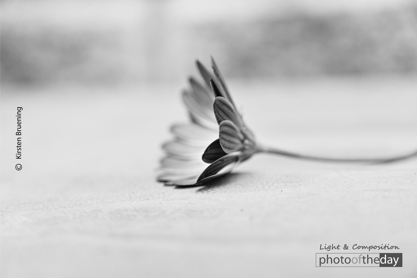 Grey Petals by Kirsten Bruening Photo of the day 08102020 1n