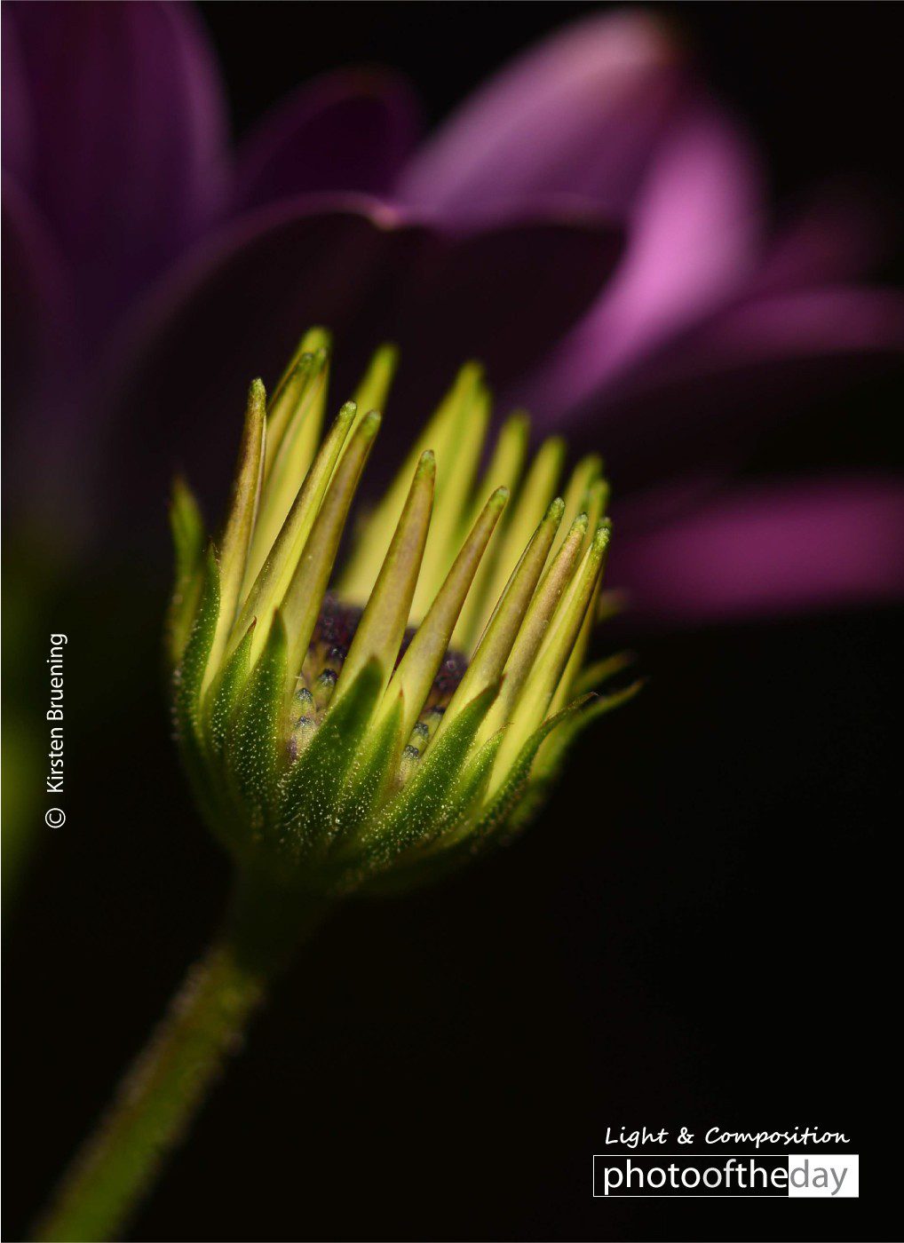 Nature Always Wears the Colors of the Spirit by Kirsten Bruening