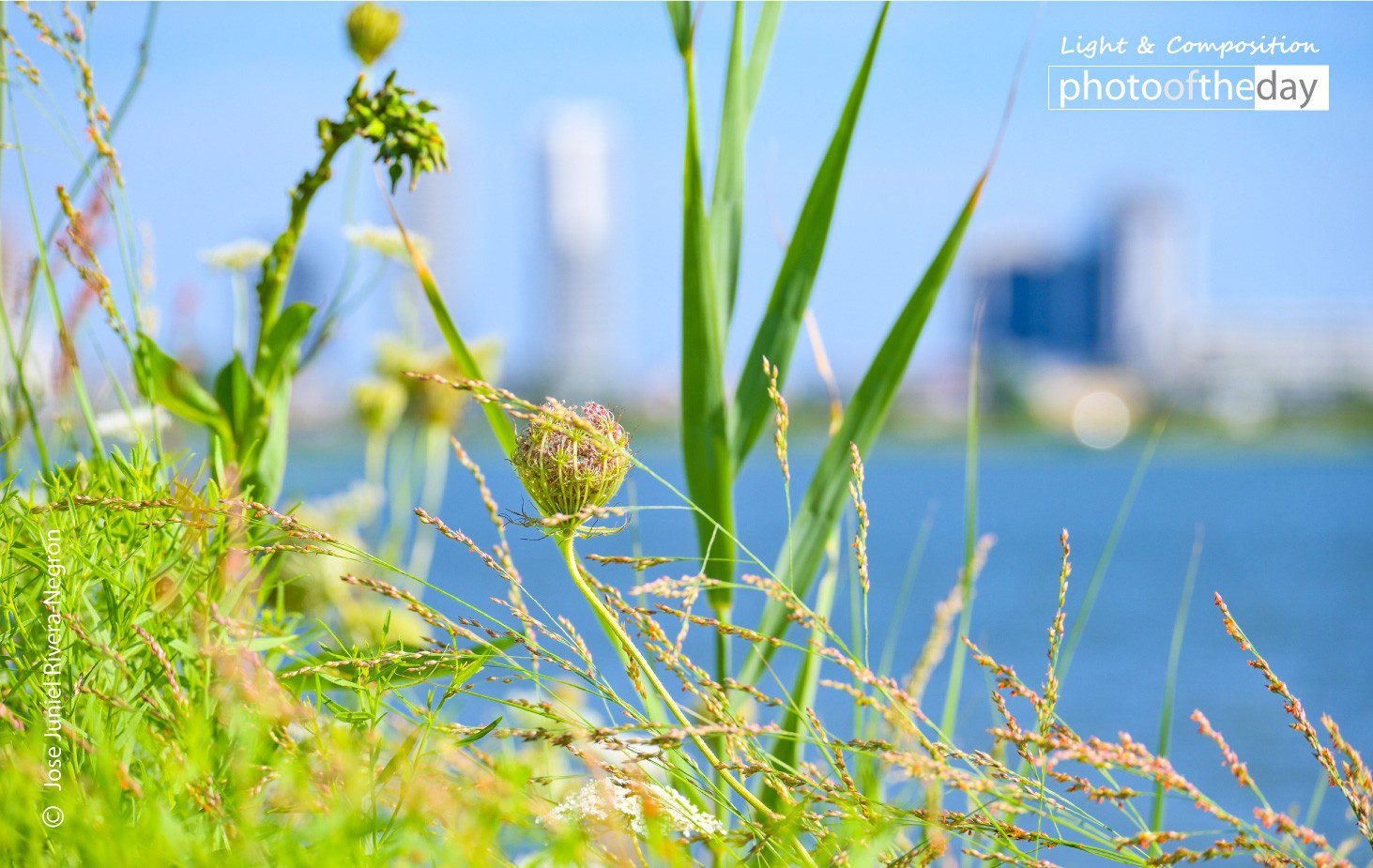 Breeze by Jose Juniel Rivera-Negron Photo of the day 04012021 1n