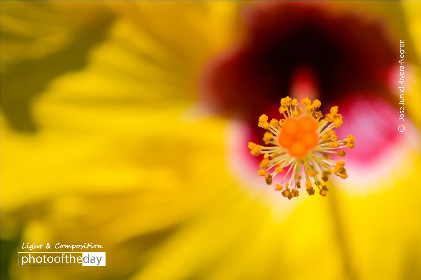 The Stigma by Jose Juniel Rivera-Negron The Stigma by Jose Juniel Rivera-Negron - Close-up Photography, Art Photography, Photo of the Day, Photography Awards, Online Photography Courses