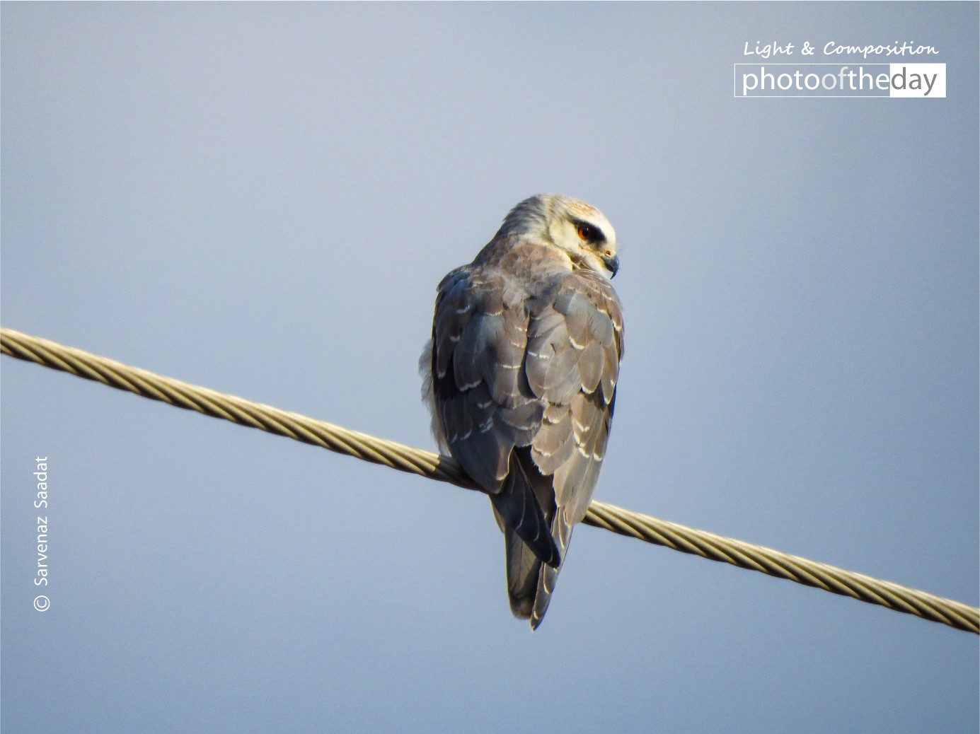 Charming Bird by Sarvenaz Saadat Charming Bird by Sarvenaz Saadat - Wildlife Photography, Nature Photography, Photo of the Day, Photography Awards, Light & Composition University