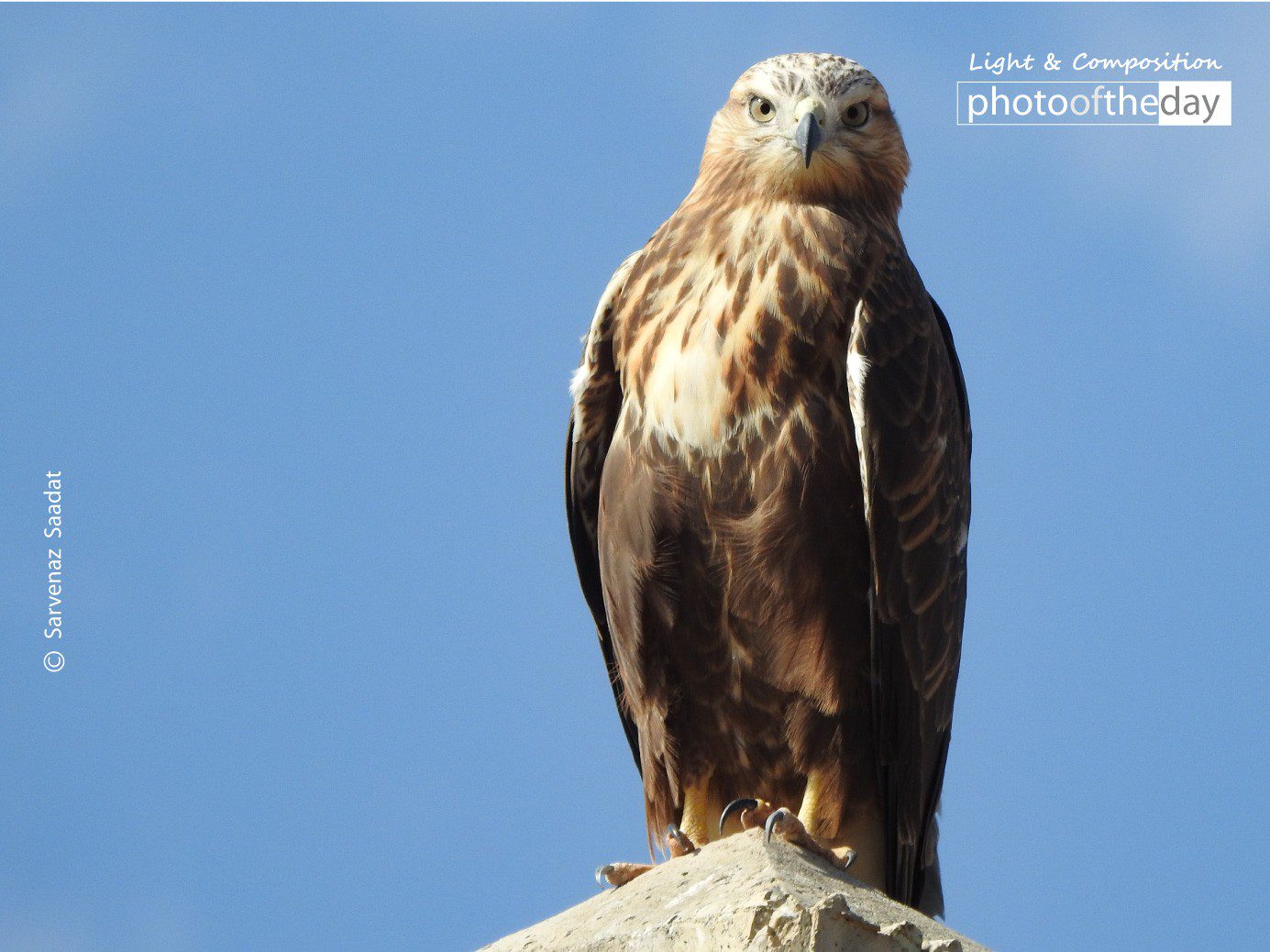 Glory by Sarvenaz Saadat Glory by Sarvenaz Saadat - Wildlife Photography, Photo of the Day, Photography Awards, Art Photography, Online Photography Courses