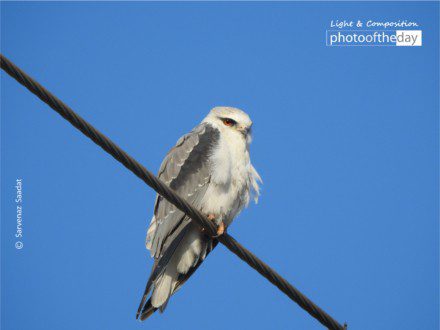 Black & White Sweety by Sarvenaz Saadat - Wildlife Photography, Black and White Photography, Photo of the Day, Photography Awards, Sarvenaz Saadat