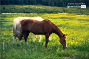 Wildlife Photography, Photo of the Day, Photography Awards,  Colorado Photography,  Art Photography – Outdoor Mustangs of Leadville by Zara Otaifah Outdoor Mustangs of Leadville by Zara Otaifah - Wildlife Photography, Photo of the Day, Photography Awards,  Colorado Photography,  Art Photography
