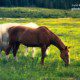 Outdoor Mustangs of Leadville by Zara Otaifah Outdoor Mustangs of Leadville by Zara Otaifah - Wildlife Photography, Photo of the Day, Photography Awards,  Colorado Photography,  Art Photography