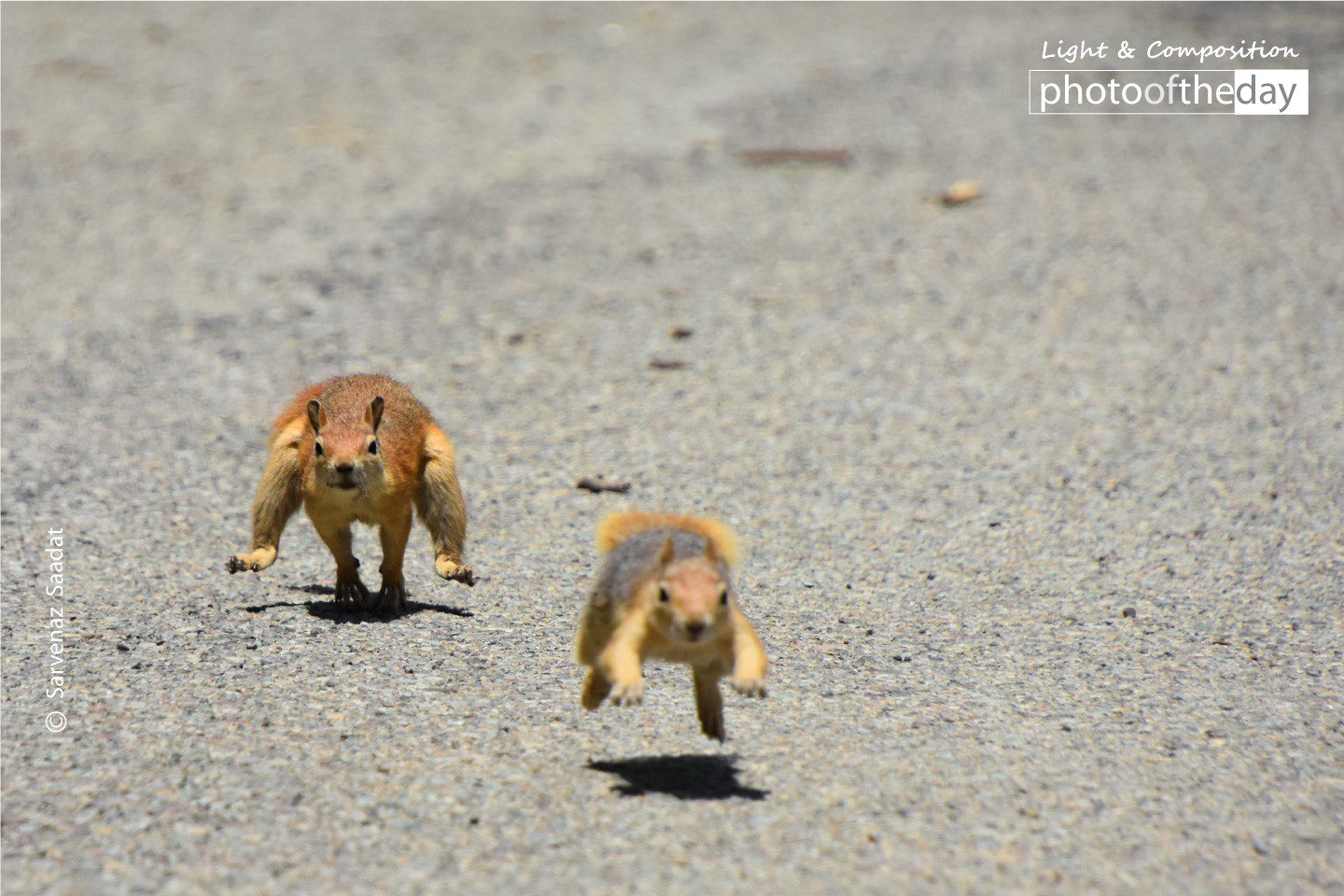 Fight for Territory by Sarvenaz Saadat Yellow Boots by Sarvenaz Saadat - Wildlife Photography, Photo of the Day, Photography Awards, Art Photography, Online Photography Courses