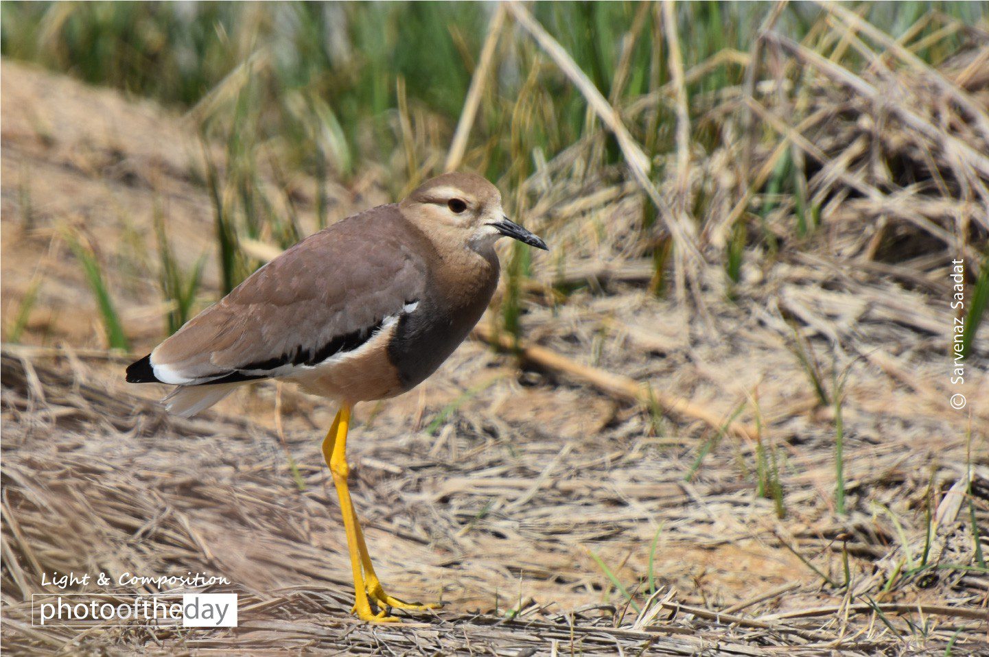 Yellow Boots by Sarvenaz Saadat Yellow Boots by Sarvenaz Saadat - Wildlife Photography, Photo of the Day, Photography Awards, Art Photography, Online Photography Courses