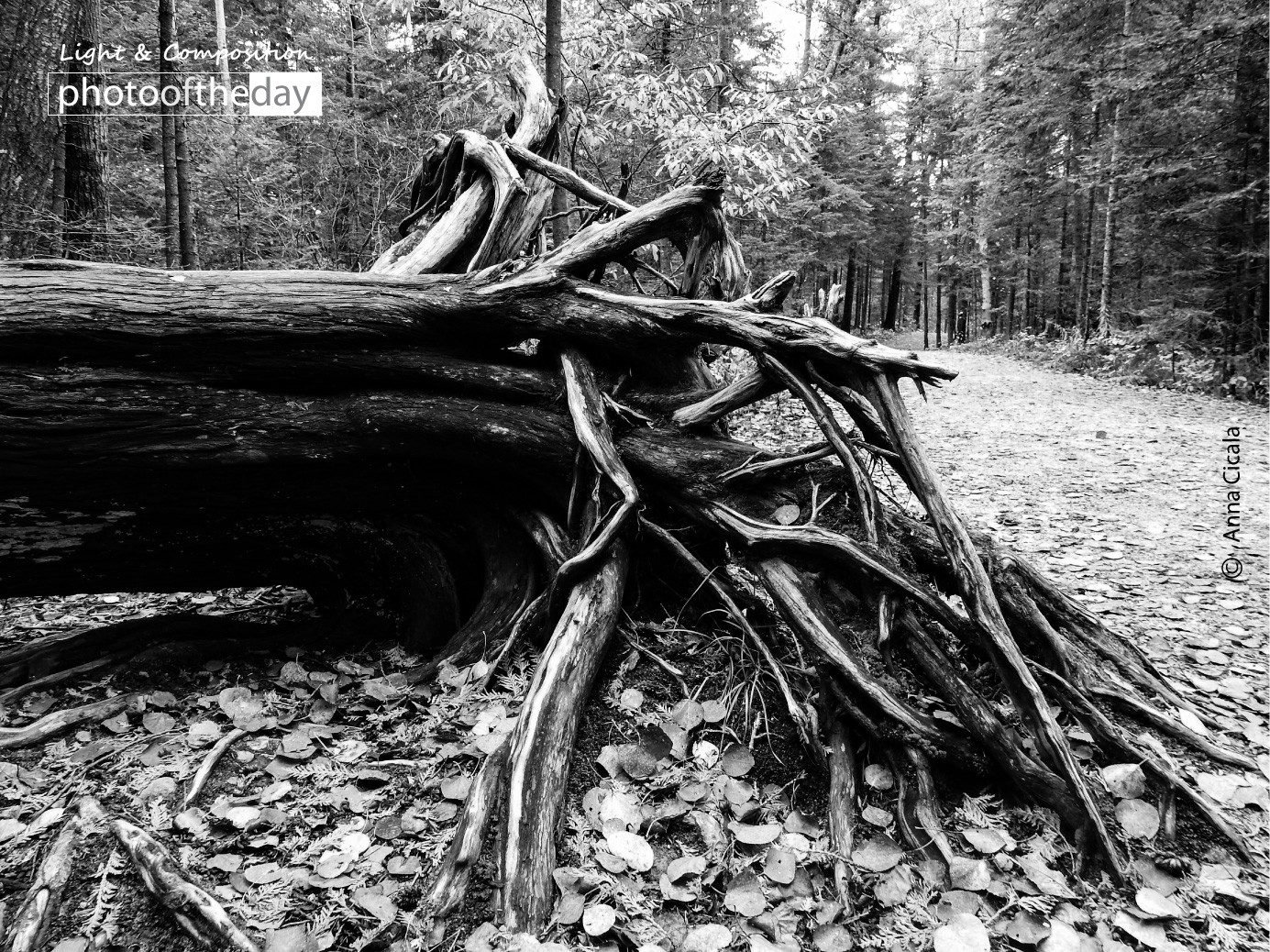 Roots! by Anna Cicala A World of Octobers by Anna Cicala - Nature Photography, Photography Awards, Photo of the Day, Online Photography Courses, Art Photography