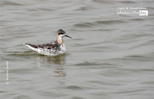 Black & White Sweety by Sarvenaz Saadat - Wildlife Photography, Black and White Photography, Photo of the Day, Photography Awards, Sarvenaz Saadat