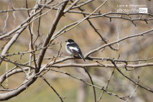 Black & White Sweety by Sarvenaz Saadat