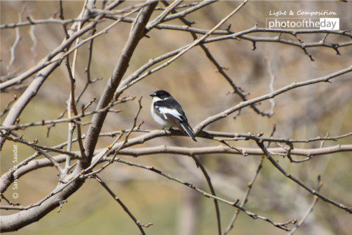 Black & White Sweety by Sarvenaz Saadat - Wildlife Photography, Black and White Photography, Photo of the Day, Photography Awards, Sarvenaz Saadat