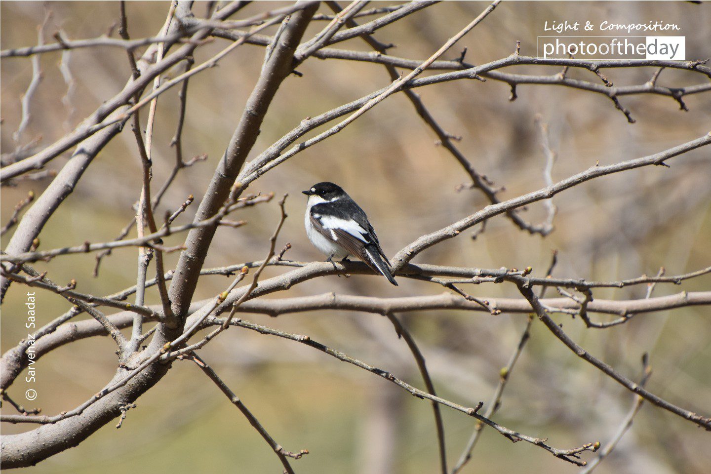 Black & White Sweety by Sarvenaz Saadat Black & White Sweety by Sarvenaz Saadat - Wildlife Photography, Black and White Photography, Photo of the Day, Photography Awards, Sarvenaz Saadat