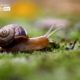 A Snail on My Way by Petrana Nedelcheva A Snail on My Way by Petrana Nedelcheva - Close-up Photography, Photography Awards, Art Photography, Nature Photography, Photo of the Day