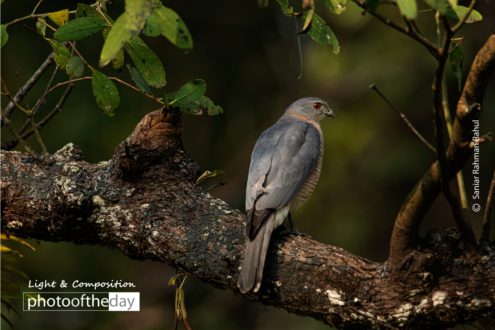 Shikra by Saniar Rahman Rahul - Shikra, Wildlife Photography, Photo of the Day, Photography Awards, Online Photography Courses