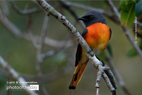 Small Minivet by Saniar Rahman Rahul - Wildlife Photography, Nature Photography, Bird Photography, Photo of the Day, Small Minivet