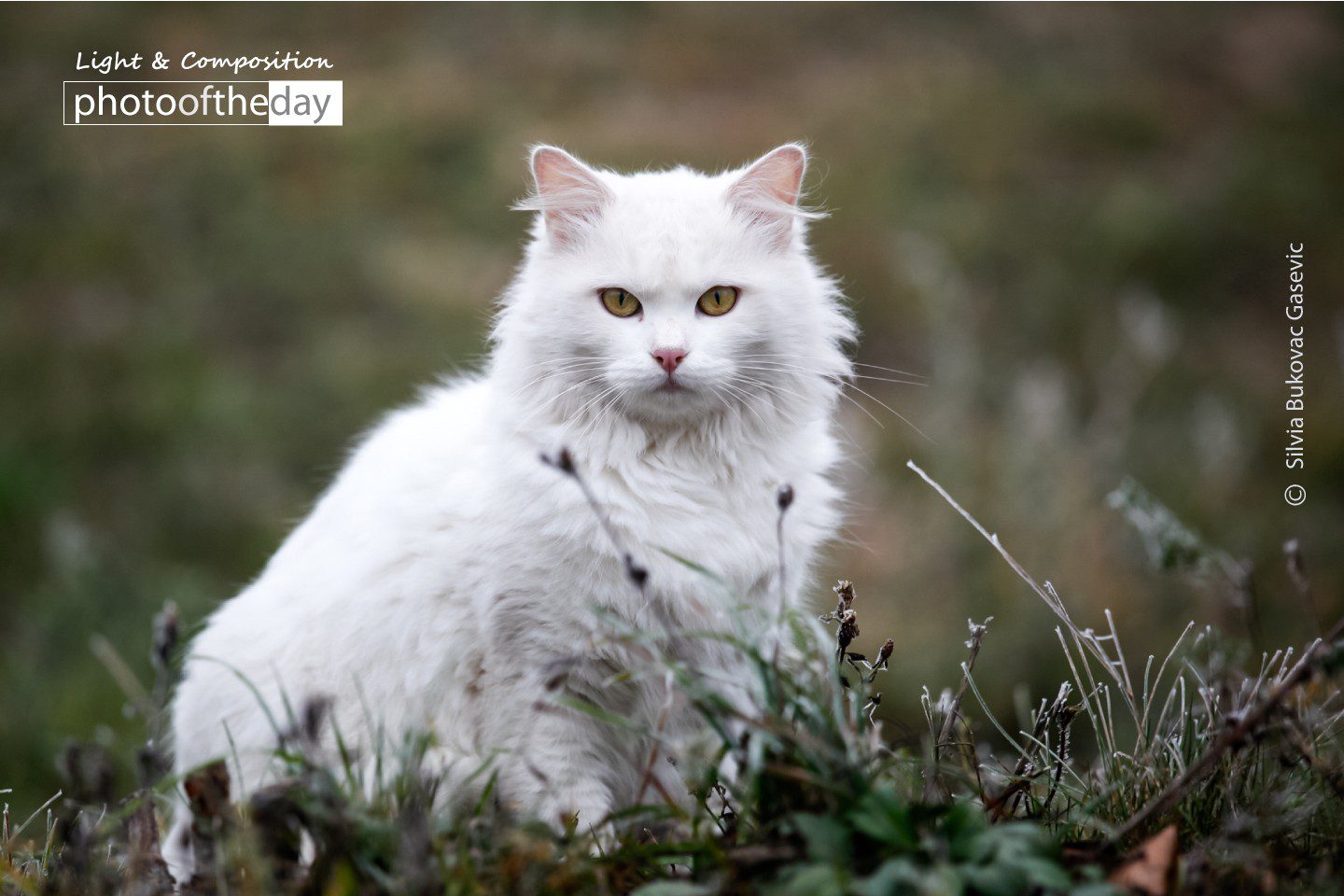 A White Cat by Silvia Bukovac Gasevic - Animal Photography, Photo of the Day, Photography Awards, White Cat, Light & Composition University