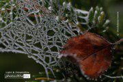 Frozen Spider Web by Silvia Bukovac Gasevic - Nature Photography, Macro Photography, Frozen Spiderweb, Photography Awards, Photo of the Day