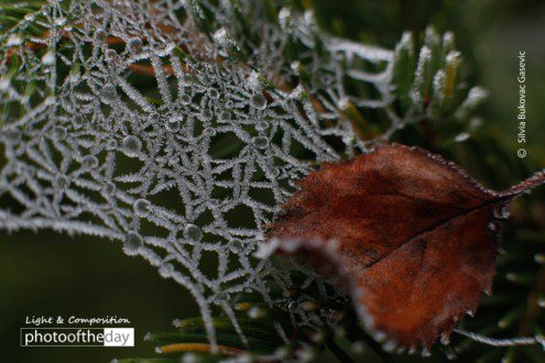 Frozen Spider Web by Silvia Bukovac Gasevic - Nature Photography, Macro Photography, Frozen Spiderweb, Photography Awards, Photo of the Day