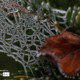 Frozen Spider Web by Silvia Bukovac Gasevic - Nature Photography, Macro Photography, Frozen Spiderweb, Photography Awards, Photo of the Day