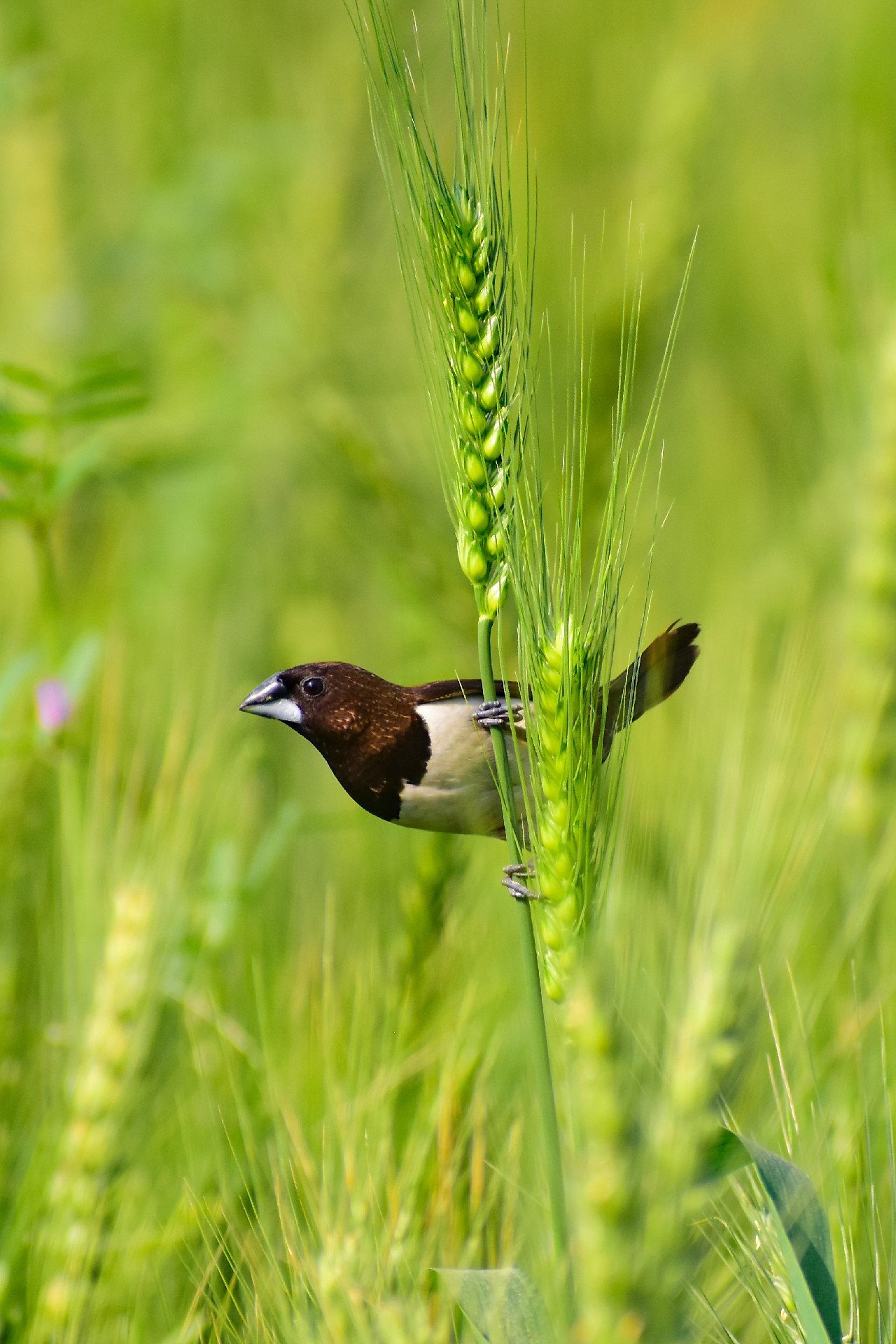 Tiny Bird by Nu Yai Sing Marma April 2025 from Tiny Bird by Nu Yai Sing Marma