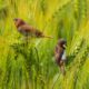Munias in a Wheat Field by Nu Yai Sing Marma April 2025 from Munias in a Wheat Field by Nu Yai Sing Marma
