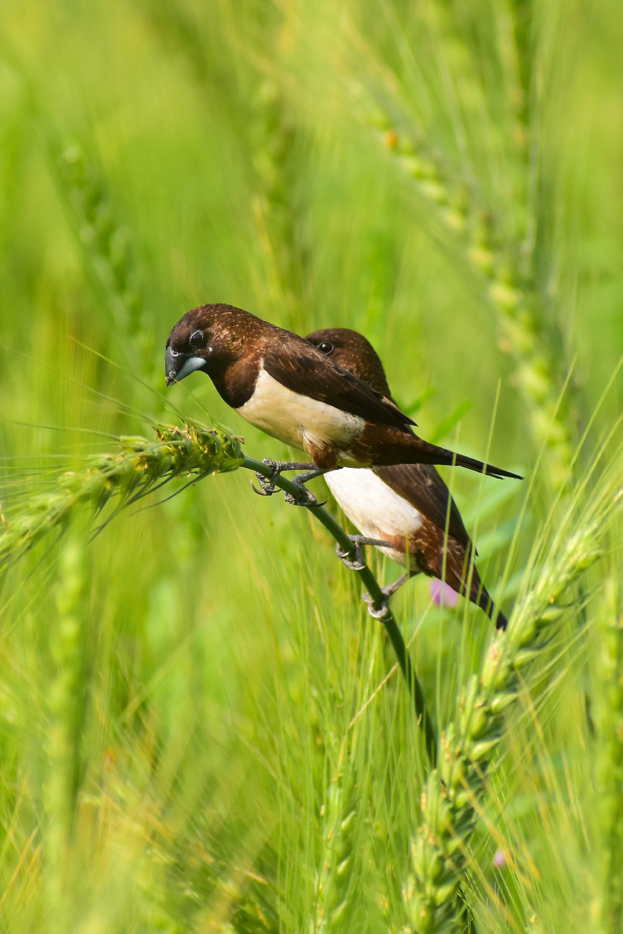 Life in the Green Field by Nu Yai Sing Marma March 2025 from Life in the Green Field by Nu Yai Sing Marma
