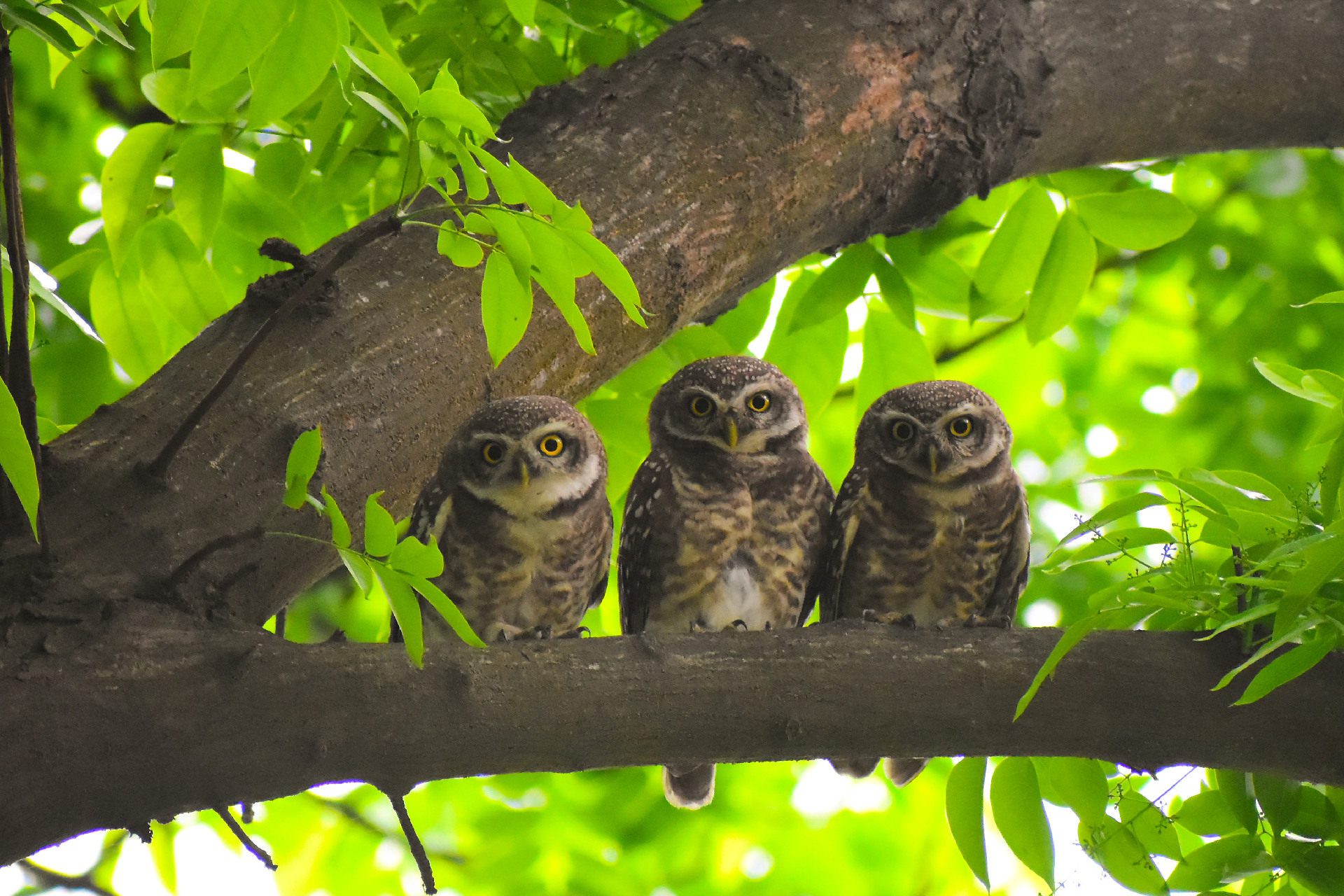 A Beautiful Family of Owlets by Nu Yai Sing Marma August 2025 from A Beautiful Family of Owlets by Nu Yai Sing Marma