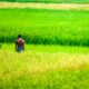 Two Farmers in the Green Rice Field - Fine Art Photography Prints, Limited Edition Photography, Giclée Print,  Art Photography,  Fine Art Print