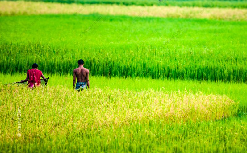 Two Farmers in the Green Rice Field - Fine Art Photography Prints, Limited Edition Photography, Giclée Print,  Art Photography,  Fine Art Print