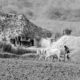 Plowing the Earth Beside the Thatched Hut - Fine Art Photography Prints, Limited Edition Photography, Museum-Quality Photography, Black and White Photography, Art Photography Prints