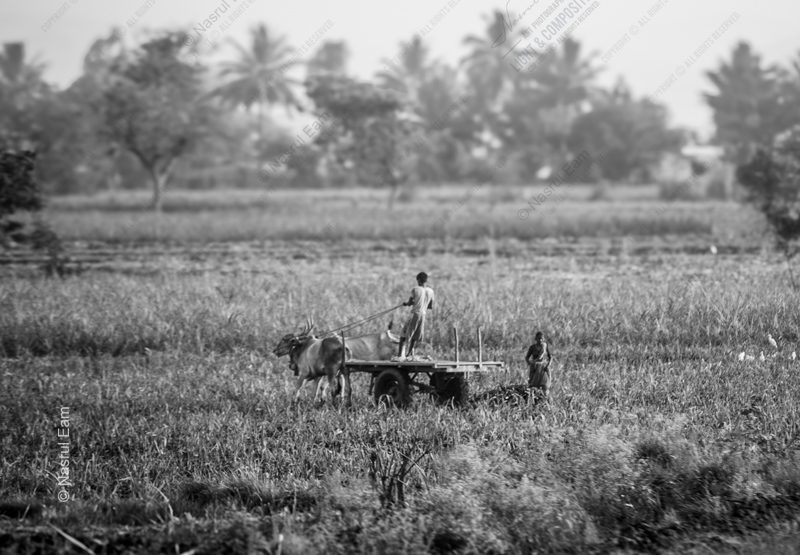 Ox Cart Through the Tall Grass - Fine Art Photography Print, Limited Edition Photography, Giclée Print, Black and White Photography, Art Photography Investment