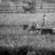 Figures with an Ox Cart in a Field - Fine Art Photography Print, Limited Edition Photography, Giclée Print,  Museum-Quality Photography,  Art Photography Investment