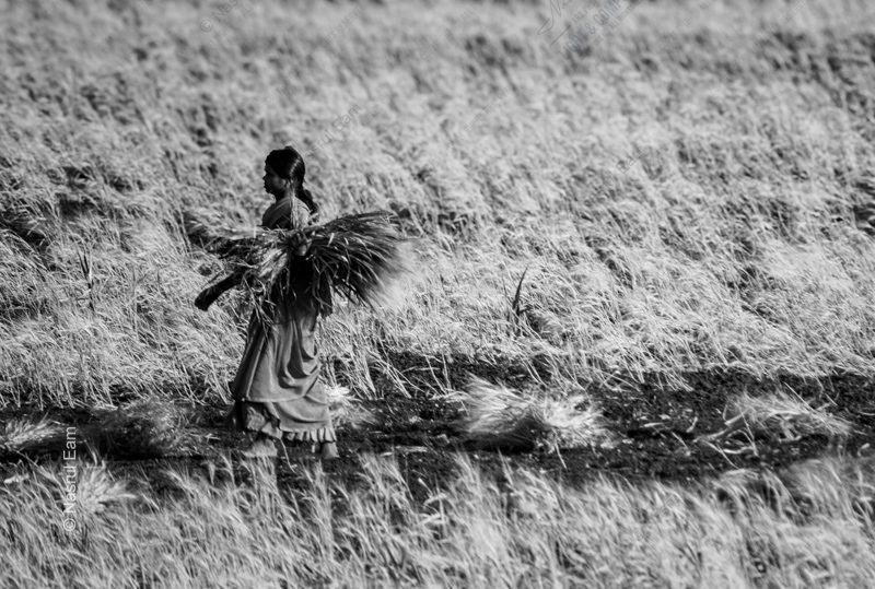 A Woman Carrying the Harvest Through the Field - Fine Art Photography Print, Limited Edition Photography, Giclée Print, Museum-Quality Artwork, Art Photography for Sale