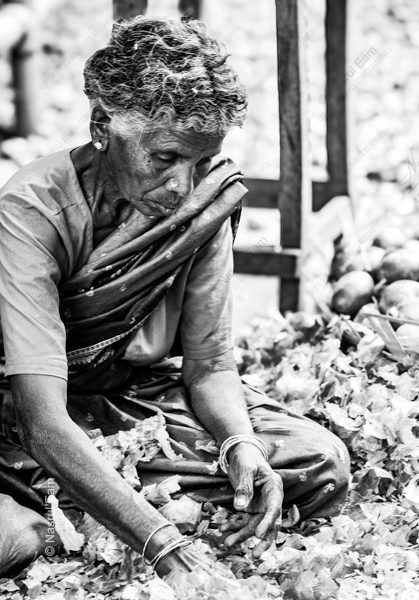 The Petal Sorter - Fine Art Photography Print, Limited Edition Photography, Monochrome Photography,  Human Interest Photography, Nasrul Photography