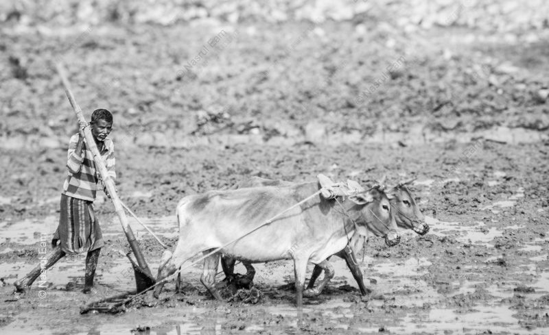 A Farmer Tilling the Muddy Field A Farmer Tilling the Muddy Field - Fine Art Photography Print, Limited Edition Photography,  Museum-Quality Photography, Art Photography for Sale, Collector Photography