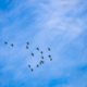 A Formation of Birds Across the Sky A Formation of Birds Across the Sky - Fine Art Photography Prints, Limited Edition Prints, Giclée Photography, Art Photography, Photography Prints for Collectors