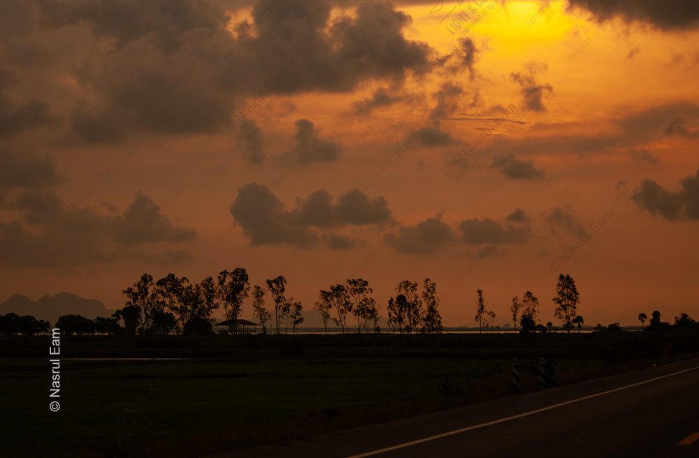 Golden Horizon, Silhouetted Trees