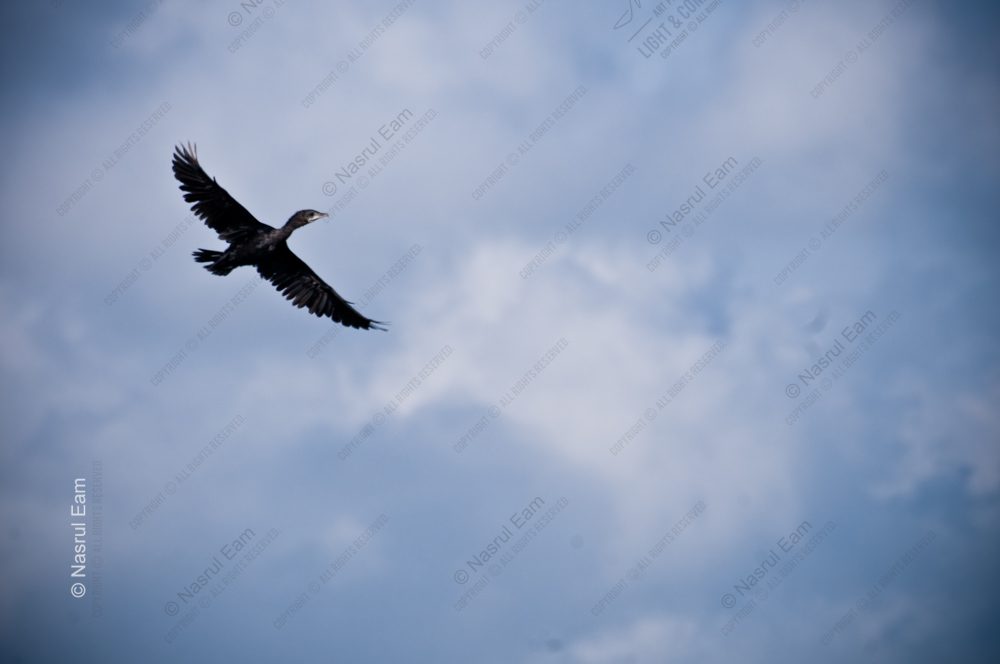 Ascends against a Backdrop