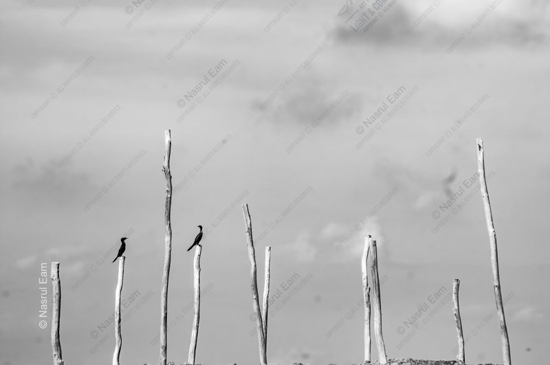 Two Cormorants on Weathered Poles - Fine Art Photography Print, Limited Edition Photography, Black and White Photography, Giclée Print,  Nature Photography