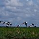 A Flight of Stilts Above the Marshland - Fine Art Photography Prints, Limited Edition Photography, Giclée Print, Wildlife Photography, Art Photography Investment
