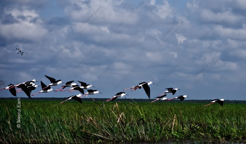 A Flight of Stilts Above the Marshland A Flight of Stilts Above the Marshland - Fine Art Photography Prints, Limited Edition Photography, Giclée Print, Wildlife Photography, Art Photography Investment