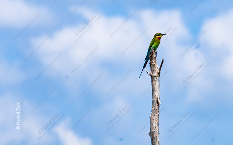 Vigil on a Sun-Bleached Branch - Fine Art Photography Prints, Limited Edition Photography, Luxury Photography Art,  Art Photography Prints, Giclée Photography