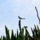 Seabird on a Weathered Perch Above the Reeds Seabird on a Weathered Perch Above the Reeds - Fine Art Photography Print, Limited Edition Photography, Giclée Print, Art Photography, Photography for Collectors