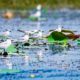 A Congregation of Terns on Water Lilies A Congregation of Terns on Water Lilies - Fine Art Photography Print, Limited Edition Photography, Giclée Print, Nature Photography, Wildlife Photography