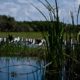 Stilts Gathering in the Marsh Reeds Stilts Gathering in the Marsh Reeds - Fine Art Photography Print, Limited Edition Photography, Nature Photography, Wildlife Photography, Giclée Print