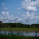 A Flock of Stilts in Flight Above the Marsh A Flock of Stilts in Flight Above the Marsh - Fine Art Photography Prints, Limited Edition Photography, Giclée Print, Nature Photography, Art Photography for Sale