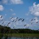 A Chorus of Wings Above the Marshland - Fine Art Photography Prints, Limited Edition Prints, Giclée Photography,  Luxury Photography Art,  Art Photography Investment