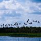 Stilts in Flight Above the Wetlands Stilts in Flight Above the Wetlands - Fine Art Photography Prints, Limited Edition Prints, Giclée Photography, Wildlife Photography, Art Photography
