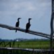 Two Cormorants on a Weathered Rail - Fine Art Photography Print, Limited Edition Photography, Giclée Print, Wildlife Photography,  Art Photography