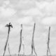 The Cormorant's Watch Over the Standing Posts - Fine Art Photography Print, Limited Edition Photography, Giclée Print,  Luxury Photography Art,  Contemporary Art Photography